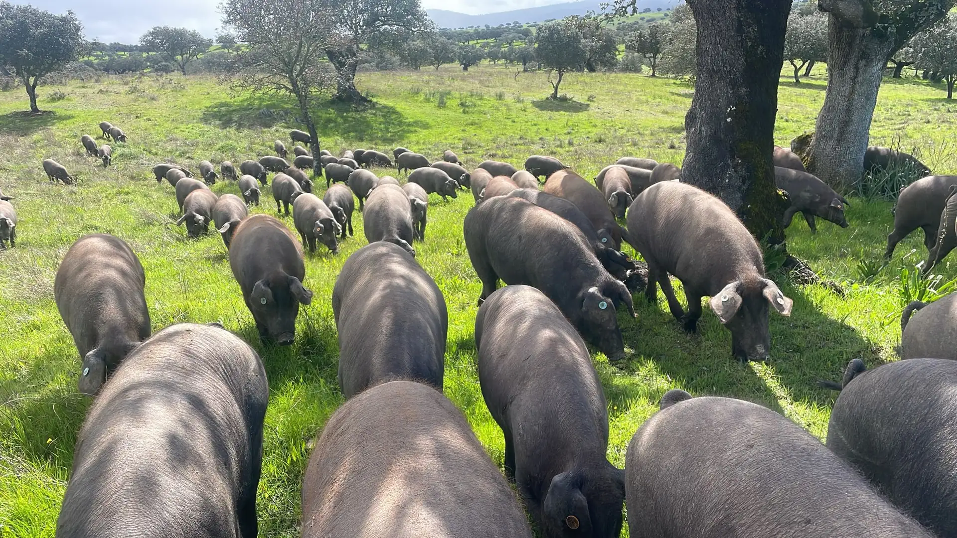Piara de cerdos en la dehesa