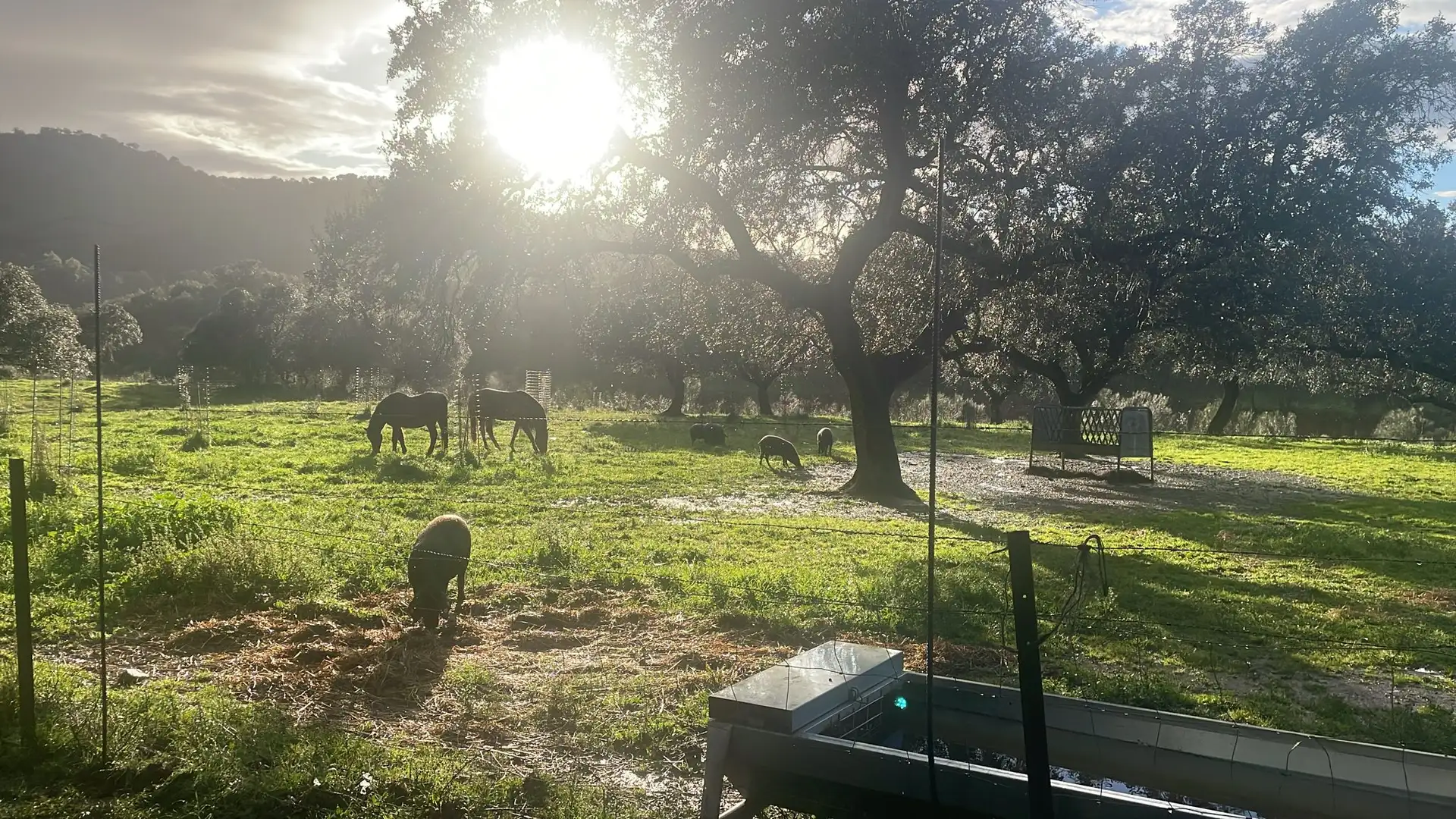 Caballos y cerdos bajo una encina en la dehesa de Ibéricos AMA