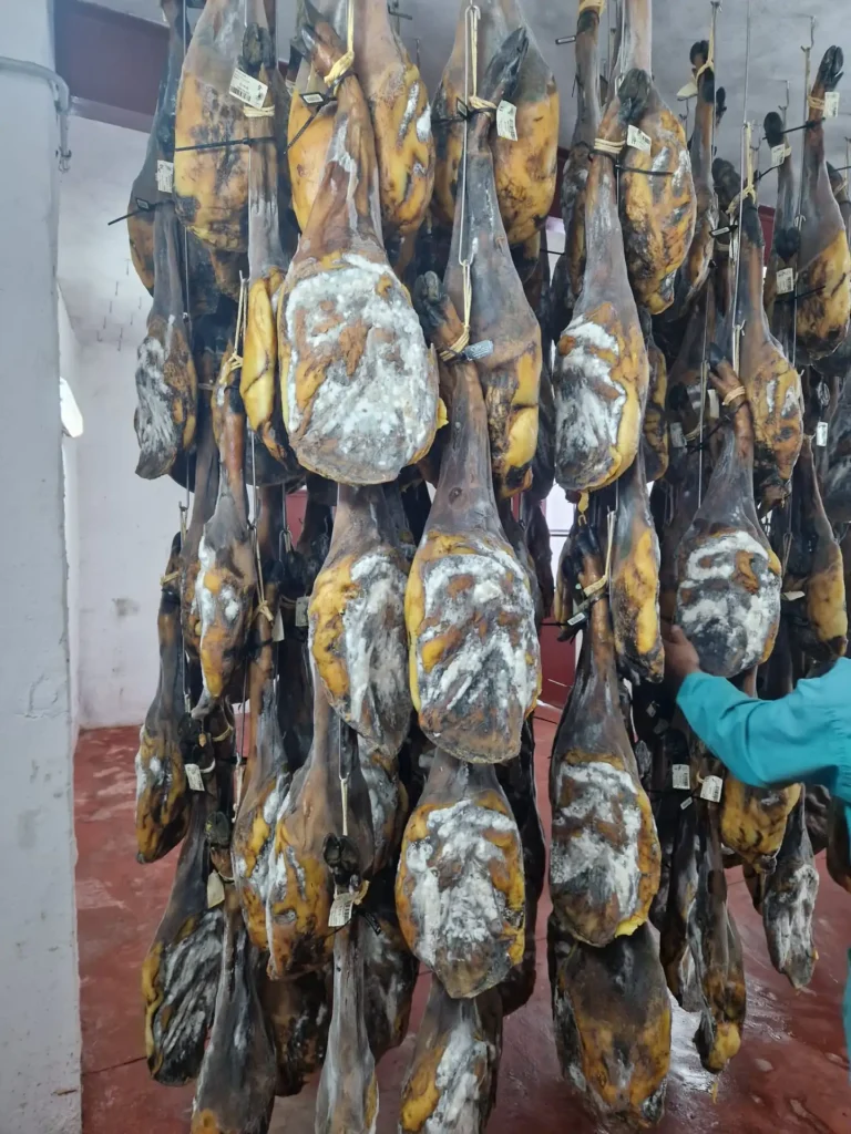 Jamones secándose colgados