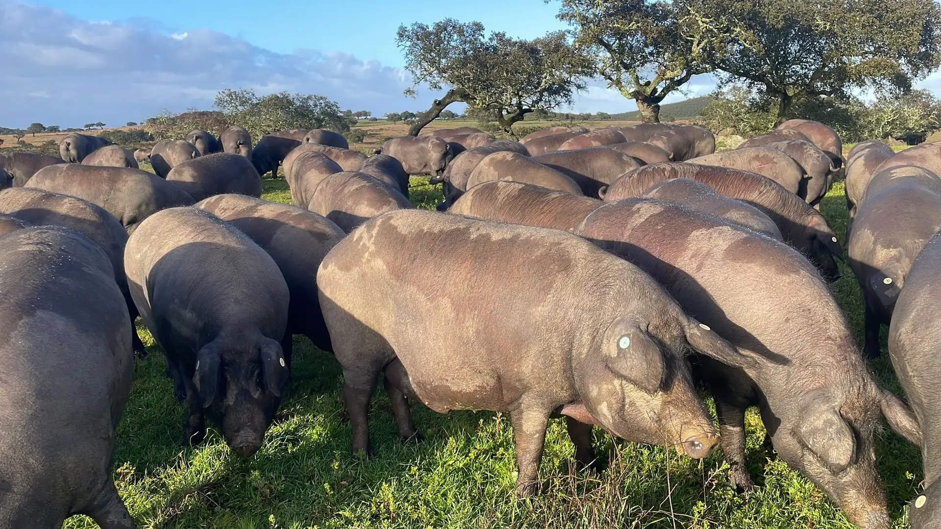 Cerdos juntos en la dehesa de Ibéricos AMA