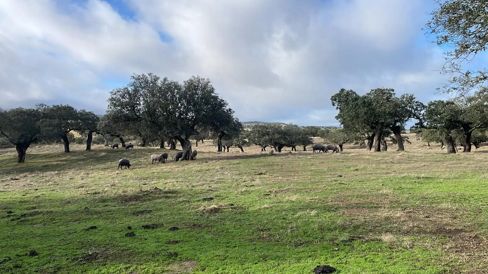 Dehesa con cerdos